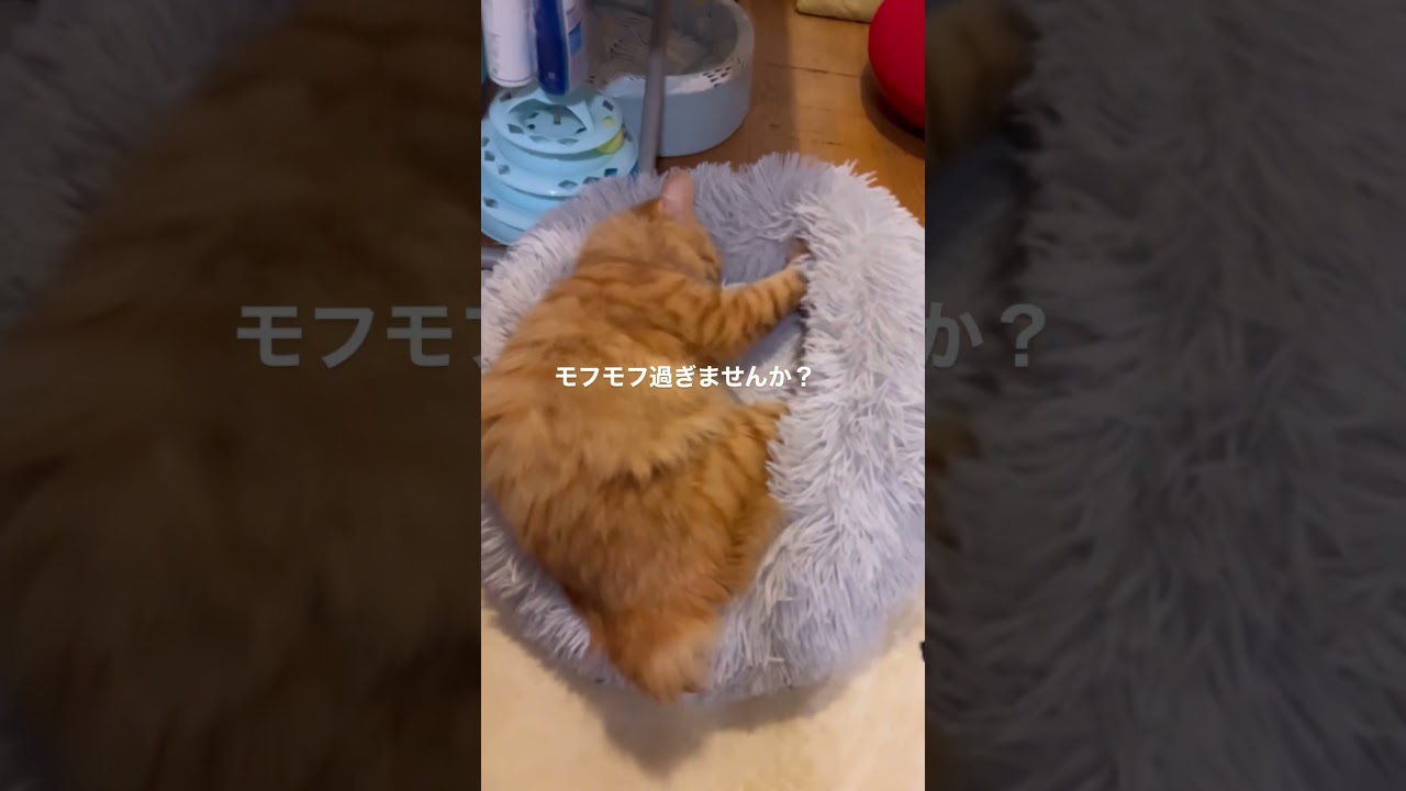 #猫#保護猫#猫のいる暮らし#先住猫#新入猫#譲渡会#cat#ネコ#ねこ#猫好き#茶トラ#黒猫#鍵尻尾#ボブテイル#茶トラ女子部