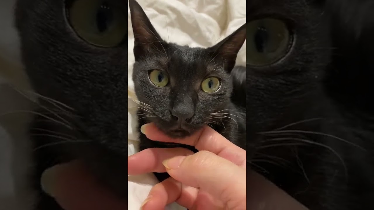 小黑猫好好撸，皮滑毛亮的 #shorts ｜李喜猫