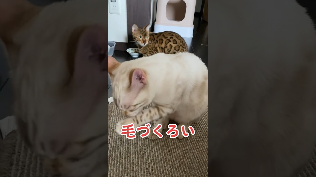 【子猫動画】ホワイトベンガル　生後4ヶ月半！　アイドル 　ベンガル猫　ネコ　ねこ　#cat #bengalcat #ベンガル #ベンガル猫 #bengal #ベンガル子猫 #子猫 #猫
