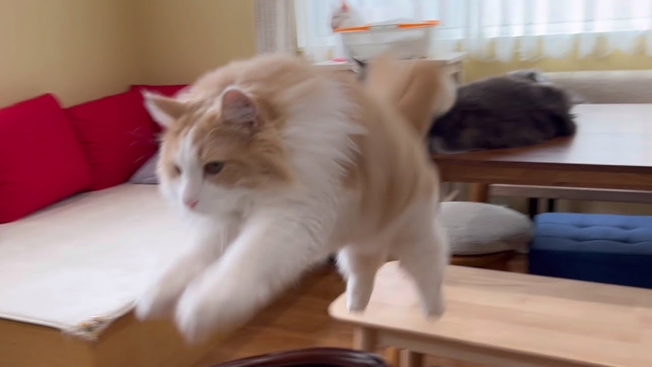 【かわいい✨】仲良し兄弟でじゃれあったり…遊んだり…ノルウェージャンフォレストキャット