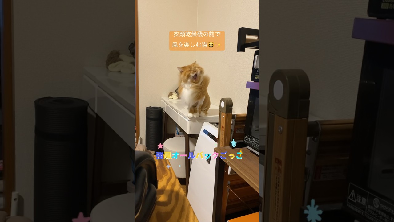 強風オールバックごっこしてる猫😸 #cat #scottishfold #スコティッシュフォールド #ねこのいる生活 #ねこ部 #猫 #日常 #強風オールバック