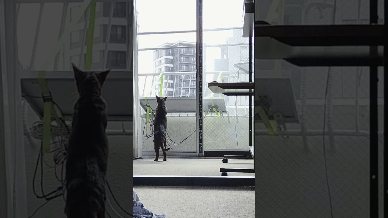 ネコ動画あび＃1377　あびの毎日　アビシニアン　あび