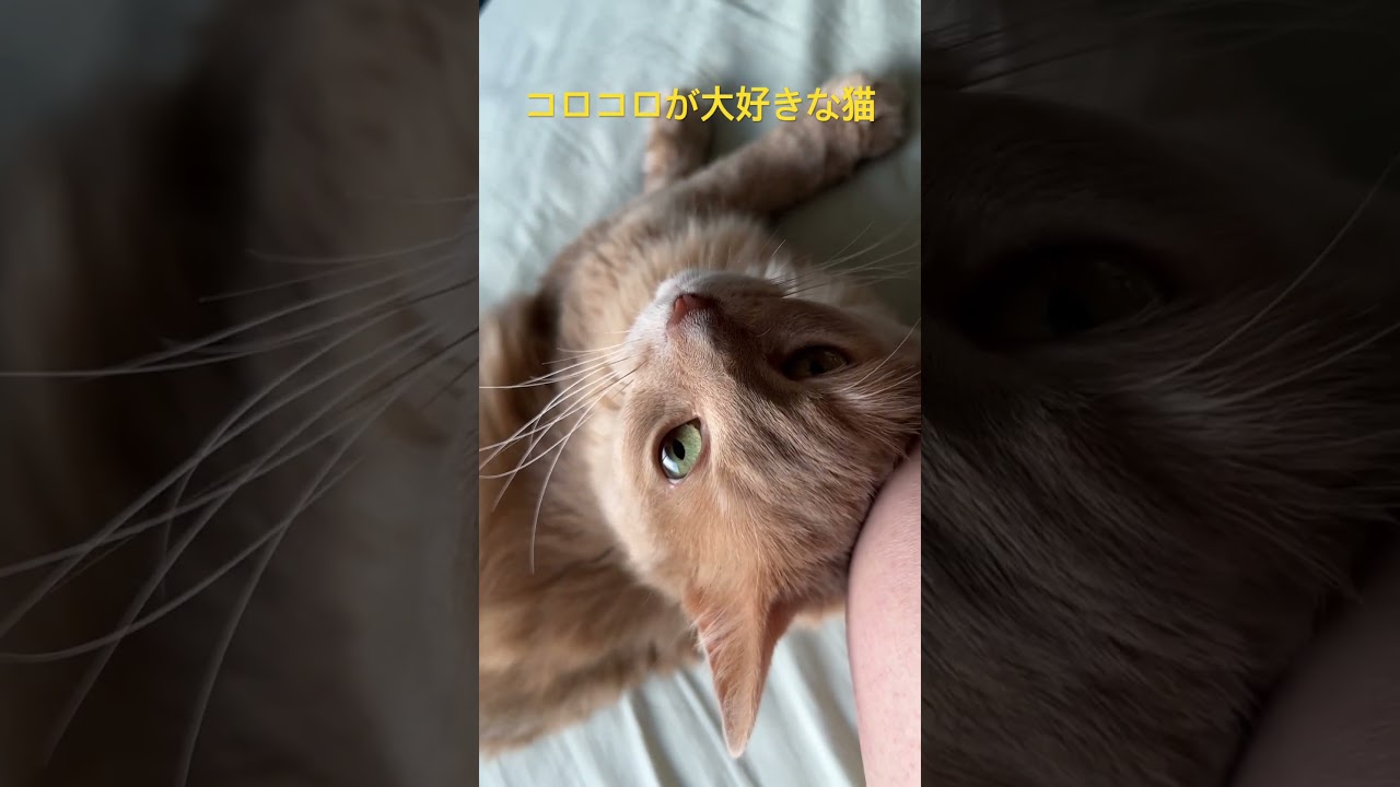コロコロ大好きな猫【ソマリ】