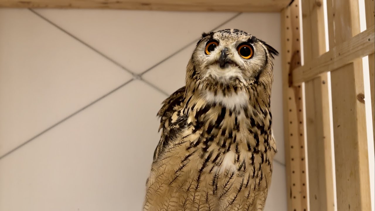 #778 固まるフクロウ Stationary Owl 【ベンガルワシミミズク】