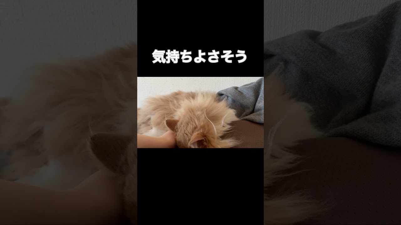 撫でられる猫#shorts #short #ノルウェージャンフォレストキャット #猫