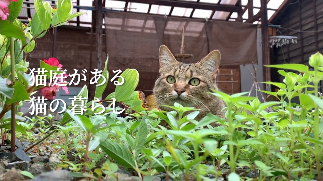 梅雨の猫庭と猫散歩/慣れたものだなおまえらは【プレミア公開】