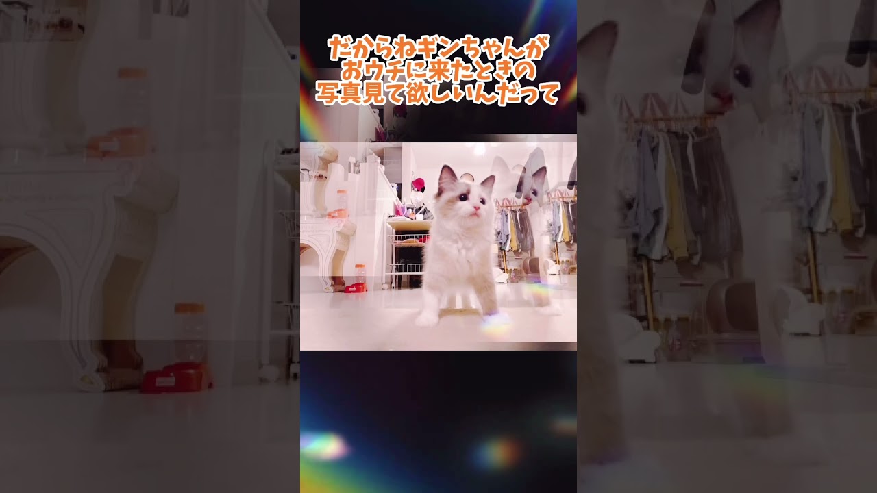 【猫動画】ラグドールの仔猫の成長がエグい⚡️😈#shorts #cat #猫 #ラグドール