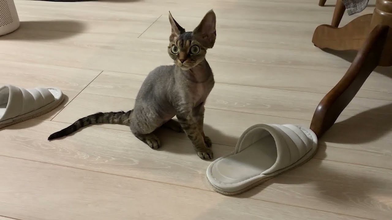 スリッパで暴れるデボンレックス子猫です(Devon Rex kitten playing with slippers)