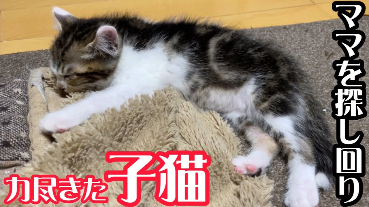 ママのおっぱいを探し回り力尽きて眠る子猫の姿に泪が…