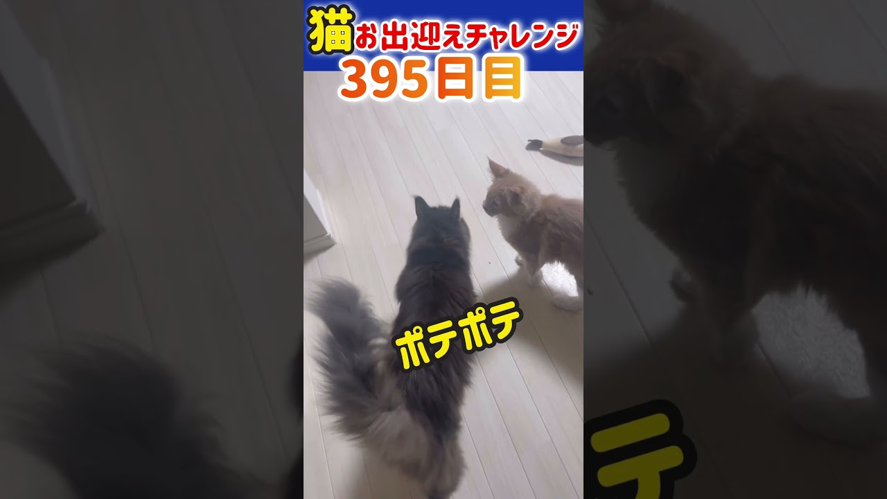 【メインクーン】猫お出迎えチャレンジ395日目 #猫 #かわいい #アリスさん