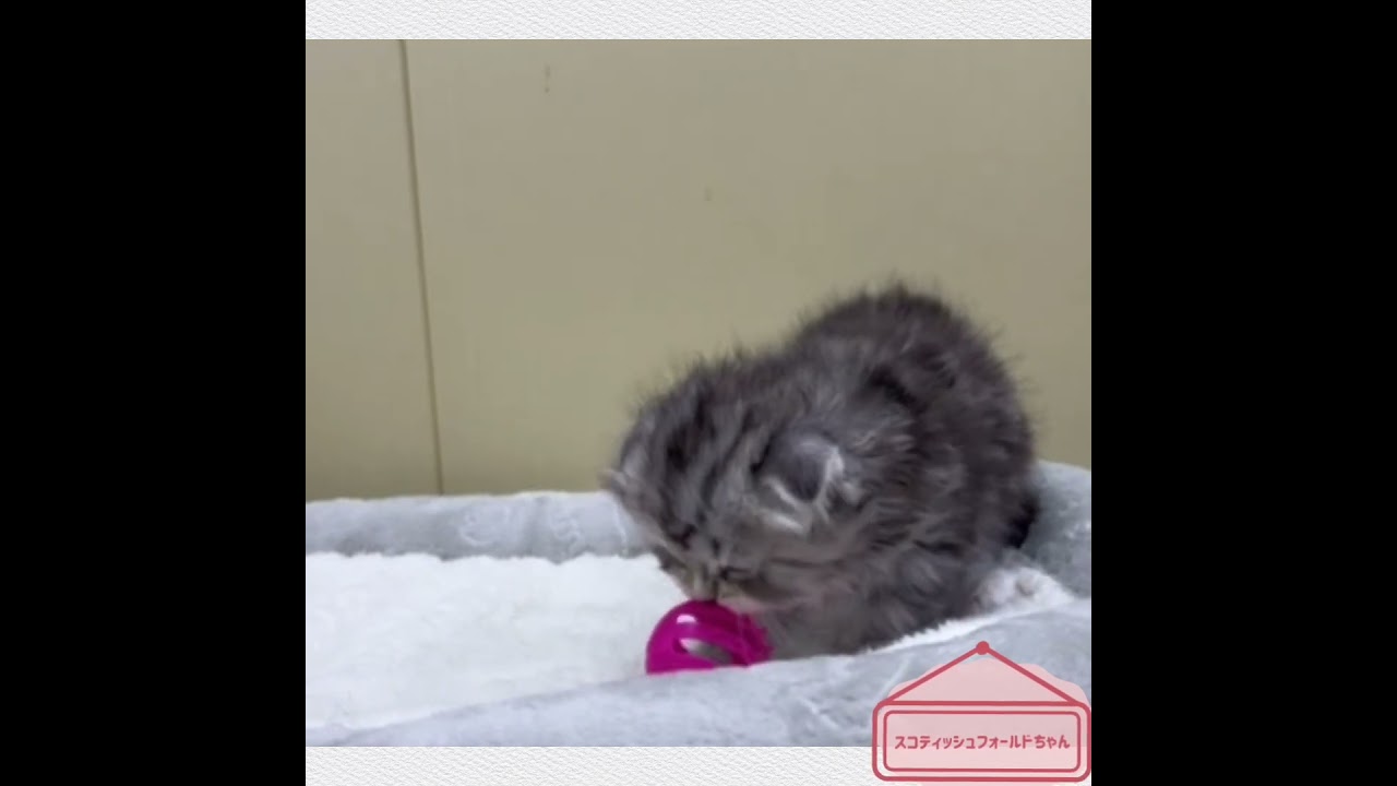 【スコティッシュフォールド】ベビーちゃん☆