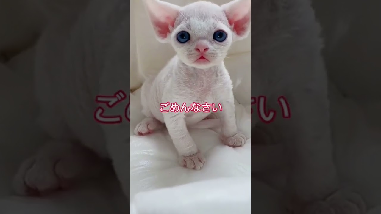 未知との遭遇？　 #子猫  #猫 #ねこ
