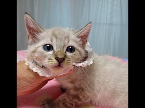 青い目♪シャム系♪なれなれ★ピノくん 2ヵ月弱