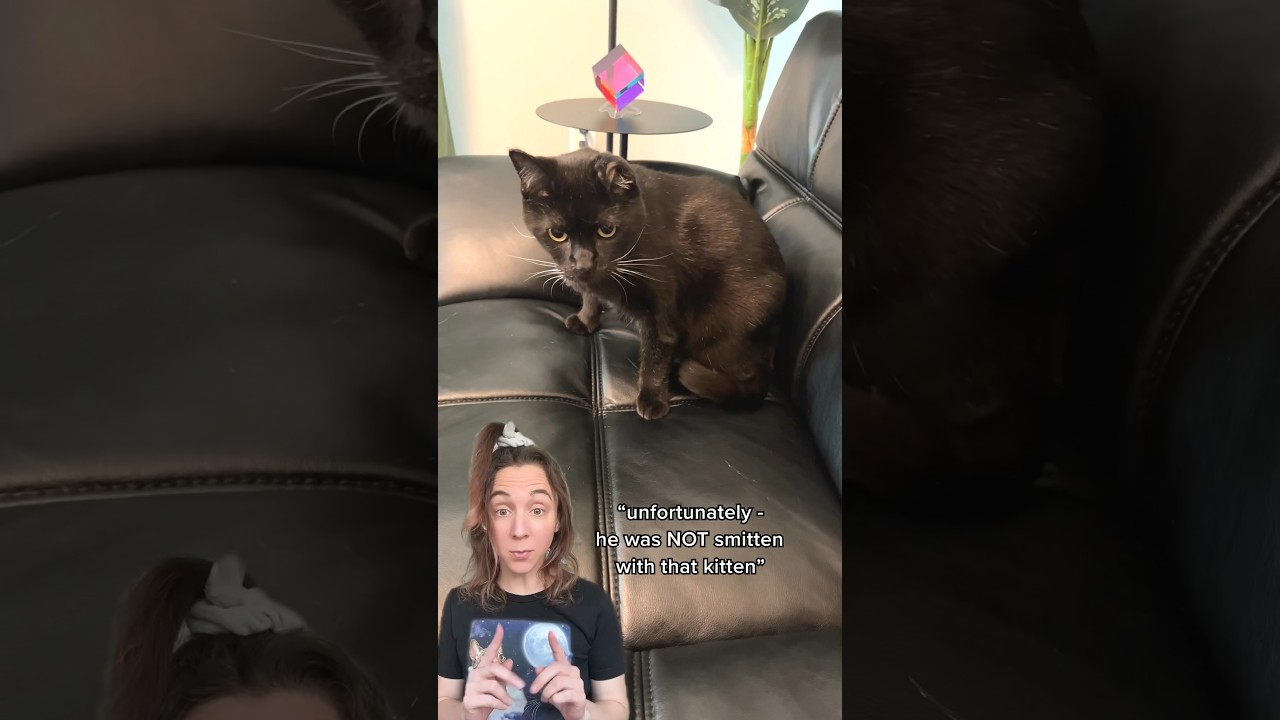 I took my cats to meet kittens - they were NOT smitten 🙀 w/ @one_eared_uno #cats #catadventures