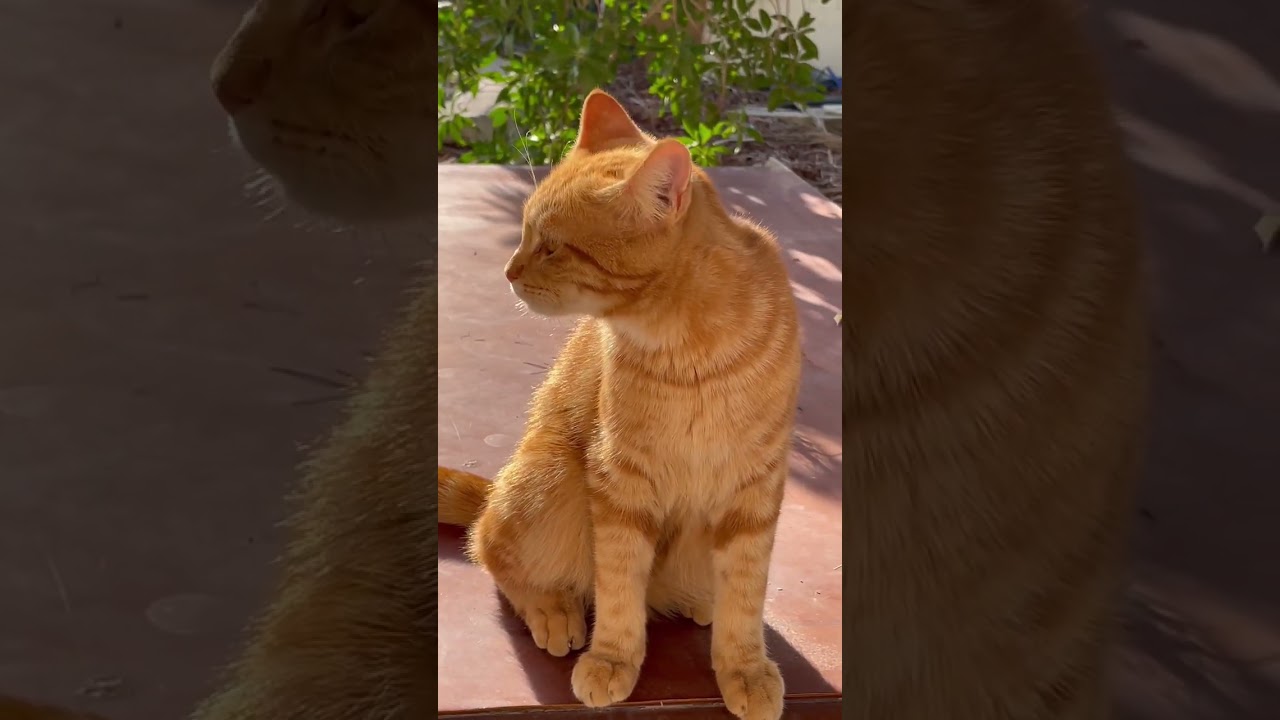 Brown cat same like a lioness #shorts #lioness