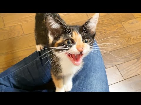 目が合うだけで何度も登ってくる子猫