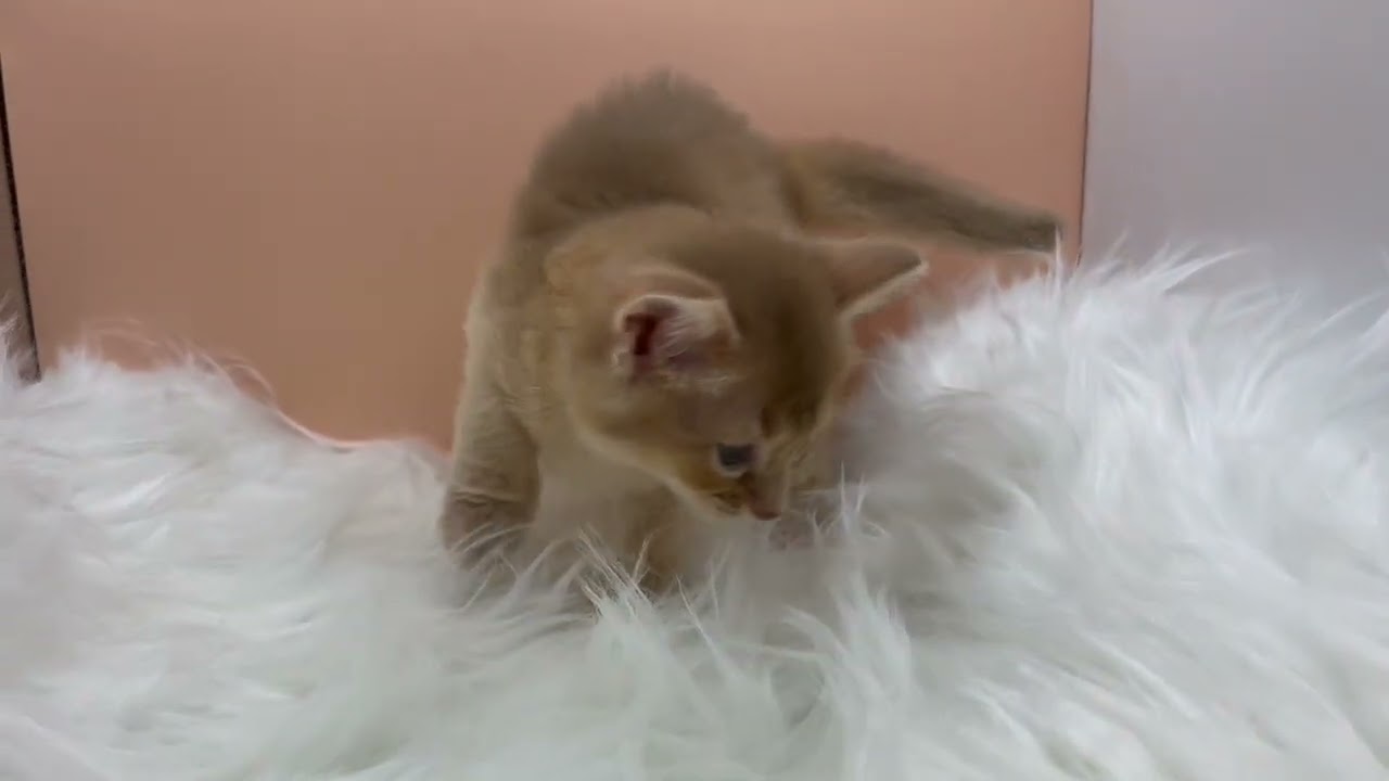 ソマリ 【フォーン】ソマリの美人姉妹✨