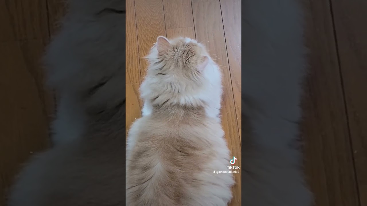 背中でアピールしてくる子猫 #ラガマフィン #cat #猫動画 #子猫 #癒し #shorts