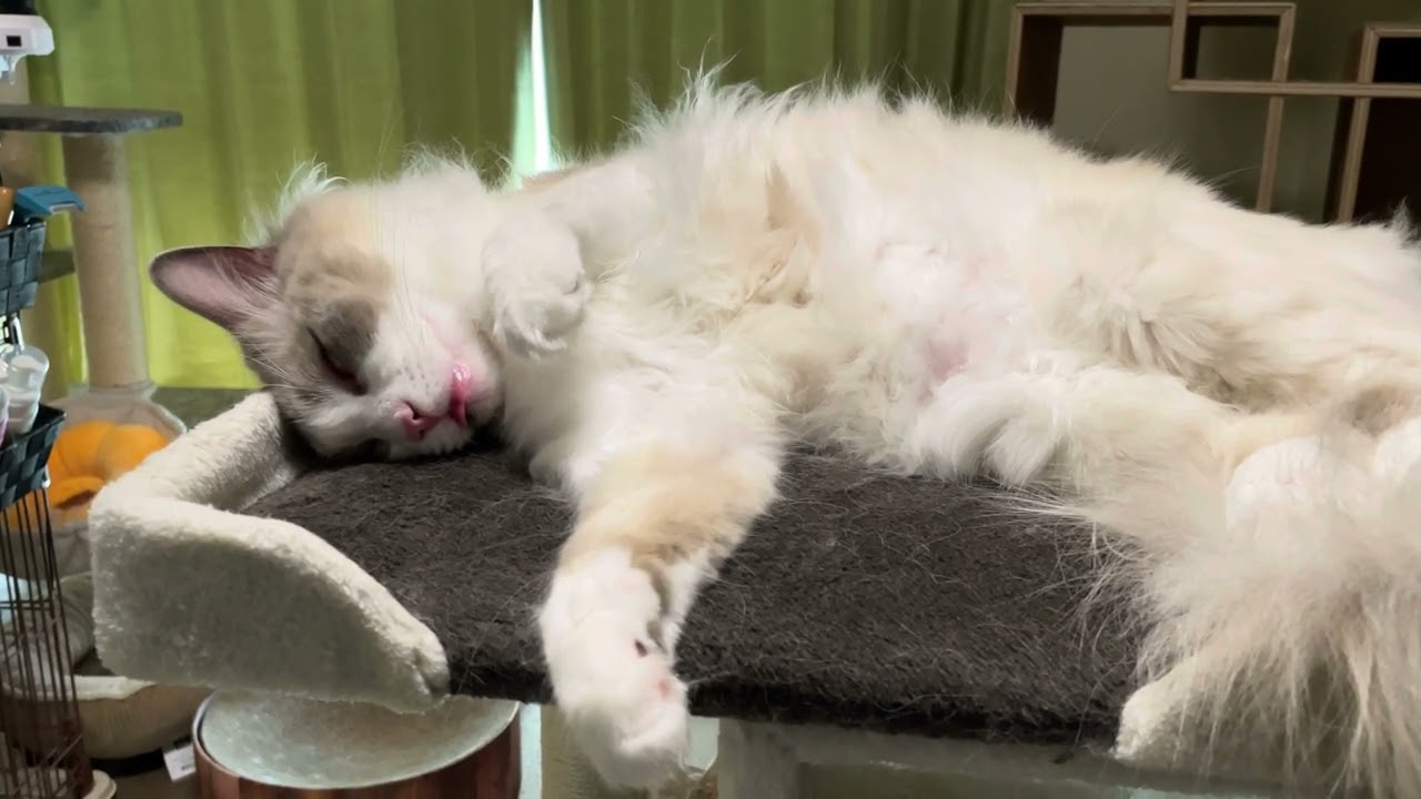気持ち良く寝てる可愛い猫ちゃん【ラグドールメインクーン】ある日の猫c231