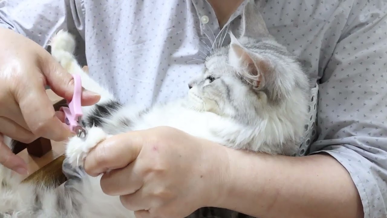 シルバーのメインクーン姉妹グルーミング