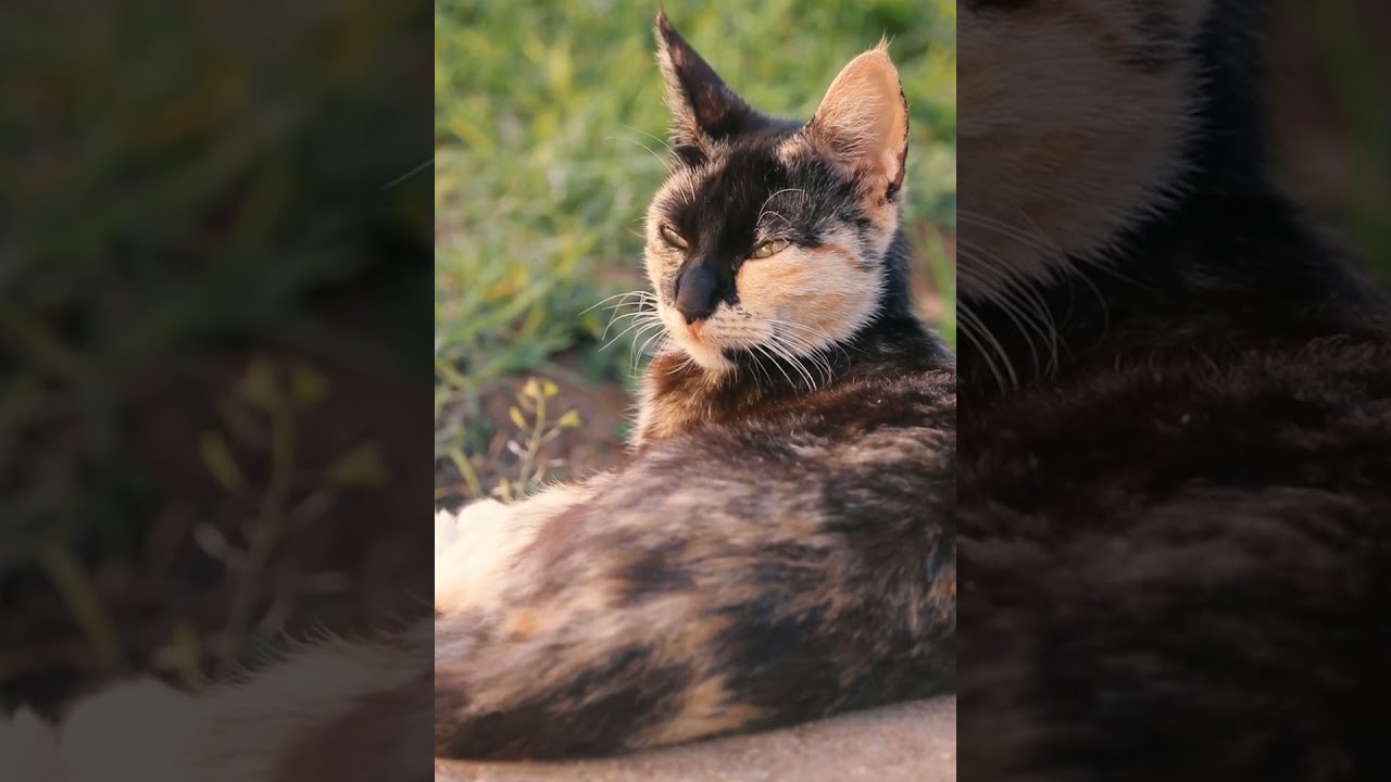 A beautiful mixed brown cat sitting quietly #shorts