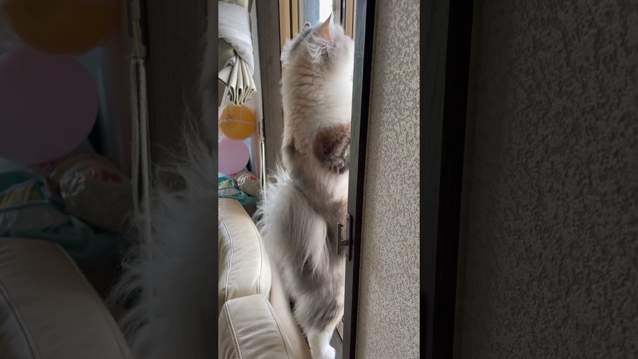 T.M.Revolutionの名曲で毛がなびく子猫【スコティッシュフォールド】#shorts #子猫 #スコティッシュフォールド #kitten #cat #もふもふ猫