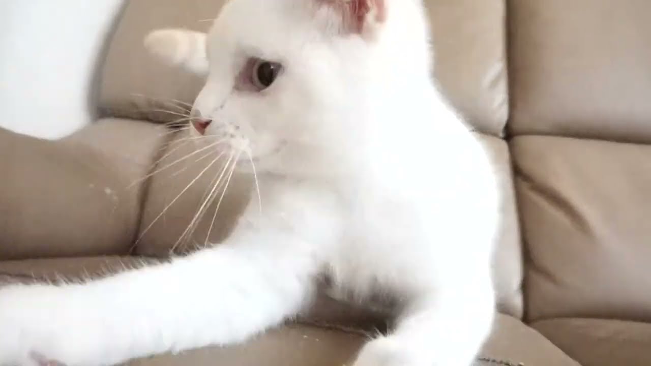 ブリティッシュショートヘアー子猫　British Shorthair　2023.2.27産まれ　シールポイント　男の子　シーダキャット猫のお店