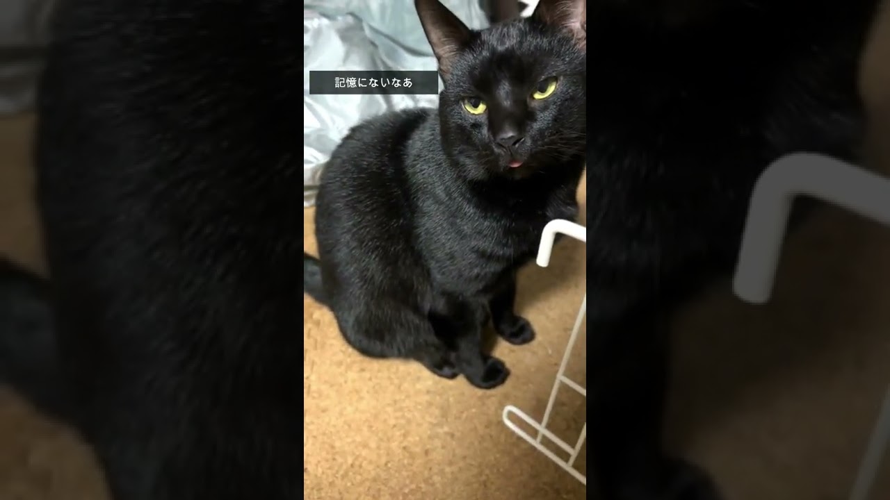 ご飯食べてないと言い張る猫 #shorts #猫