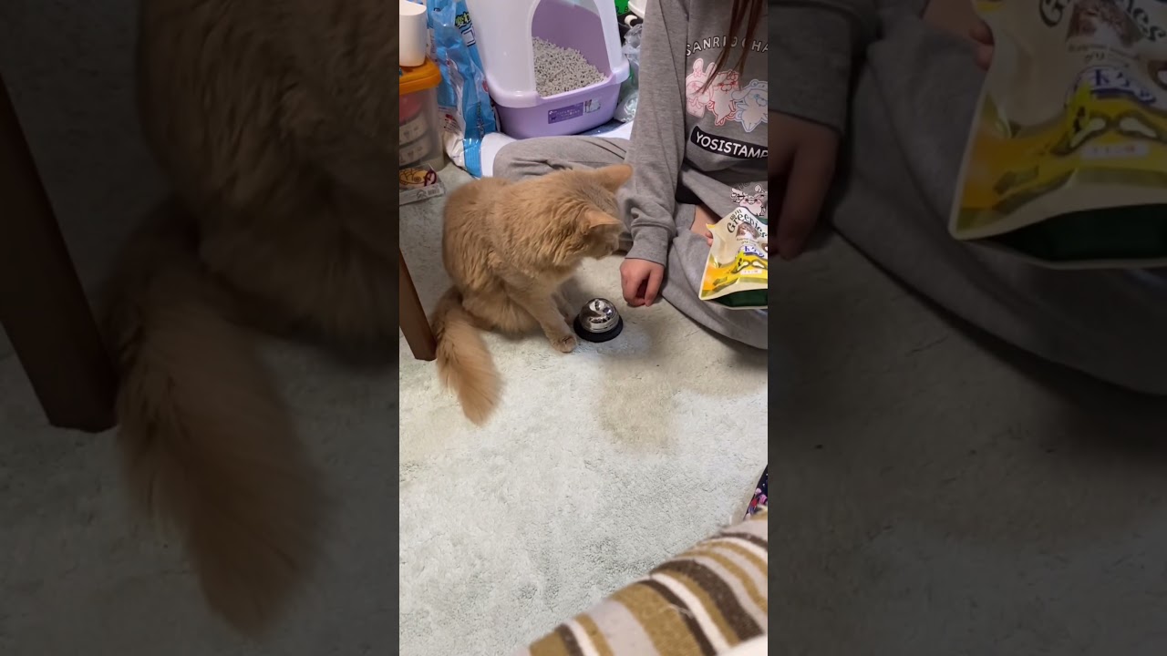 呼び鈴の練習　#shorts  #ソマリ