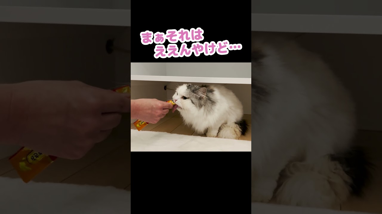 つくしファンがたぬきを持って自宅に遊びに来た！ #Shorts