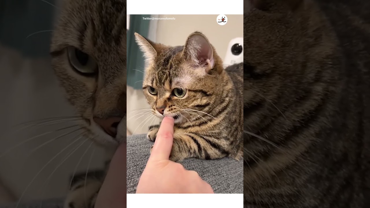 人差し指を向けたら味見されました🤤｜PECO