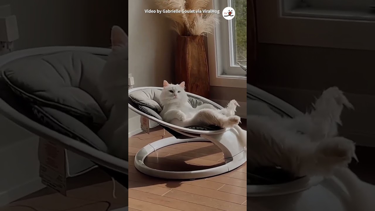 おくつろぎニャンコさん｜PECO