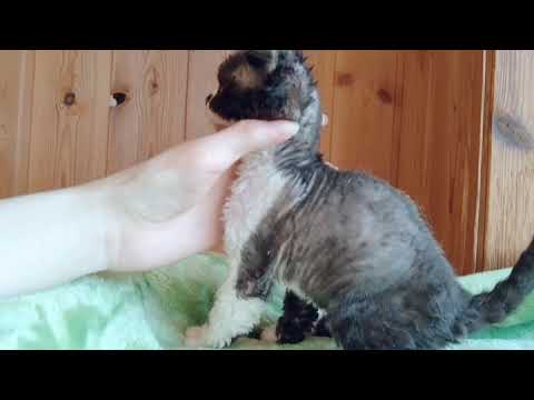 デボンレックス　仮名ジェイソン