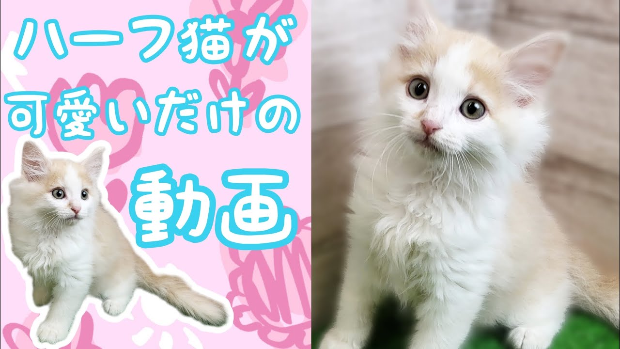 ハーフ猫(ラガマフィン×メインクーン)・子猫【府中四谷店】