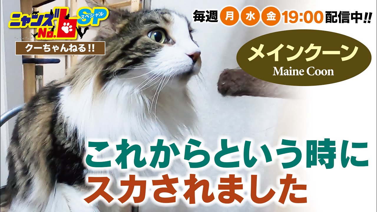 【メインクーン/Maine Coon】これからという時にスカされました
