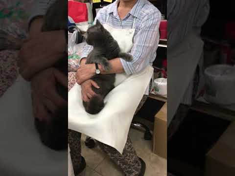 【茨城県のブリーダー　ペットショップスズキ　ブリティッシュショートヘア　動画　７７】