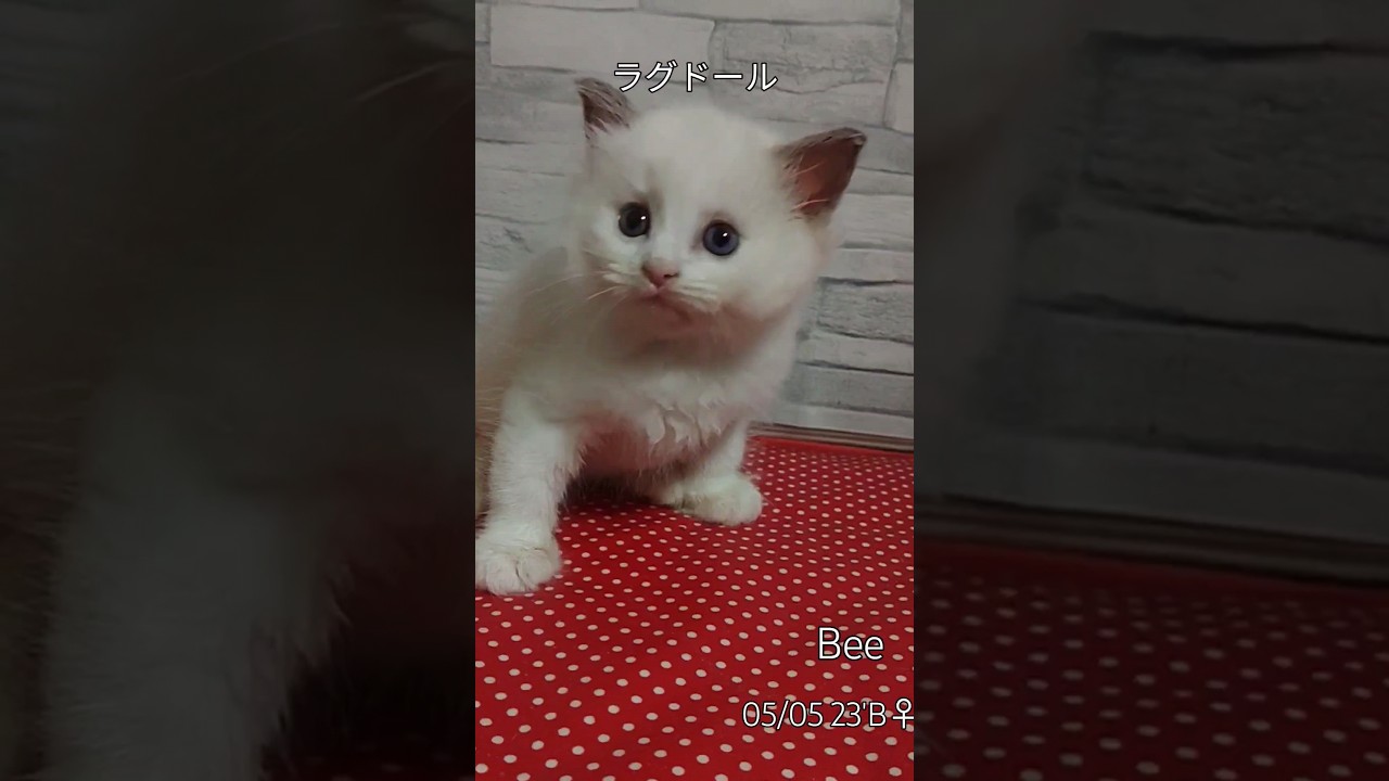 #ラグドール#プルークリームポイントバイカラー#B05/05bee