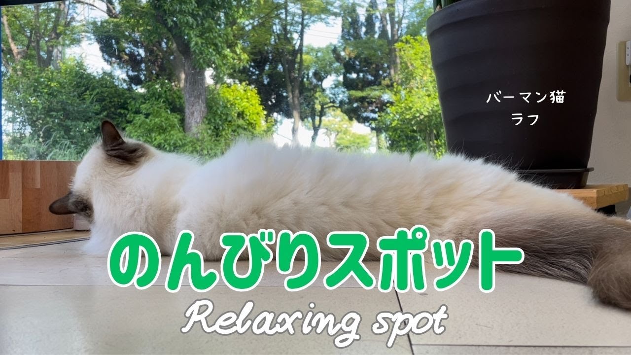 バーマン猫ラフとウリ【のんびりスポット】Relaxing spot（バーマン猫）Birman/Cat