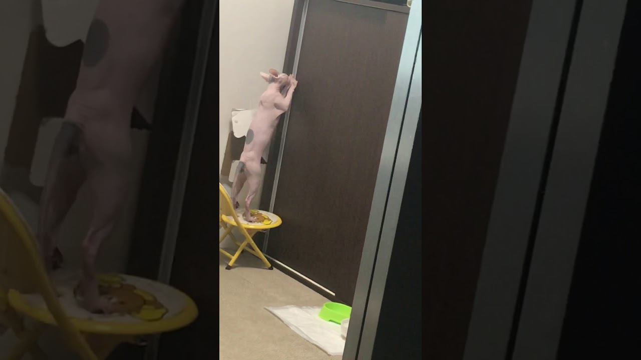 収納を開けようとするスフィンクス
