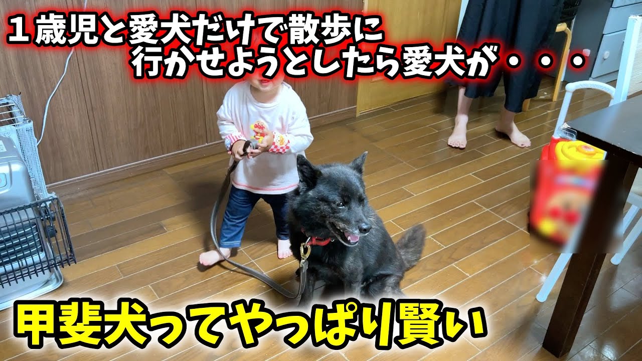 １歳児と愛犬だけで散歩に行かせようとしたらこうなった【甲斐犬一休と猫のしずくと僕のチャンネル】