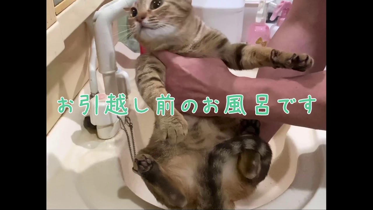 【ナナハチ’s ROOM】オシキャットちゃんのお引越し　20200719