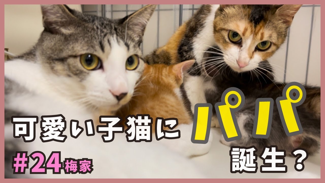 家で生まれた子猫に新しいパパが誕生！生後１ヶ月半の癒しがいっぱい。【子猫の誕生から成長まで・梅家24】kitten