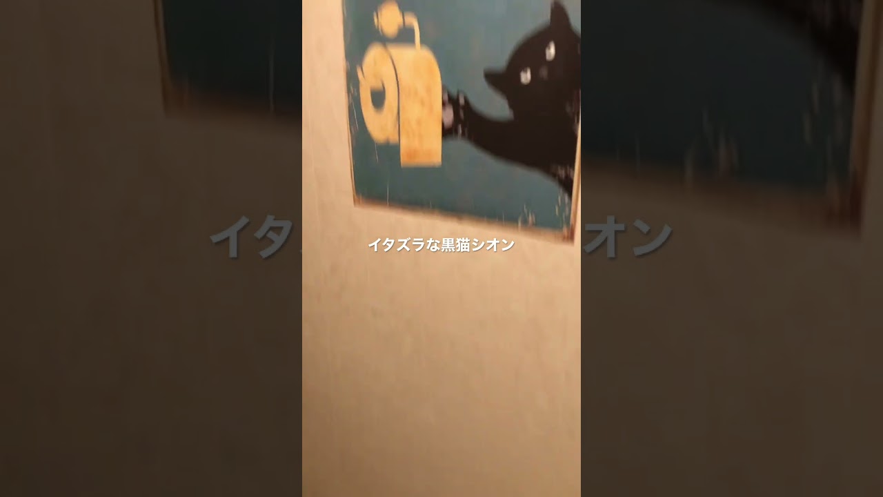 #猫#保護猫#猫のいる暮らし#先住猫#新入猫#譲渡会#cat#ネコ#ねこ#猫好き#茶トラ#黒猫#鍵尻尾#ボブテイル#茶トラ女子部