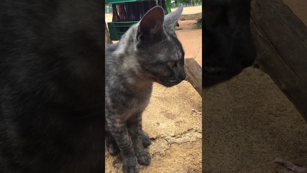ネコ ニャー แมว meow mew miaou miau мяу mijav 야옹 meo-meo