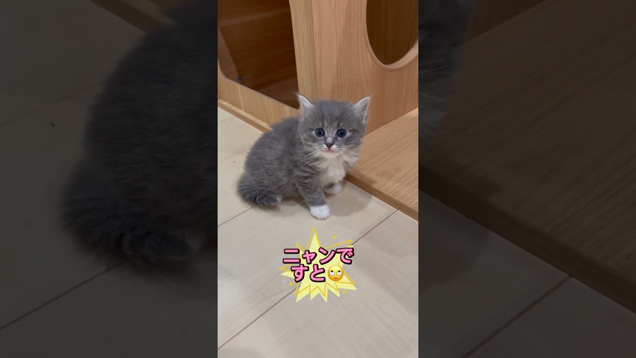 まん丸おめ目のラパーマちゃん♥️ 【お問合せ詳細は説明欄に記載あります】 #マンチカン #子猫 #ブリーダー直販 #猫 #猫のいる暮らし #ミヌエット #子猫販売 #ラパーマ #スクーカム #猫動画