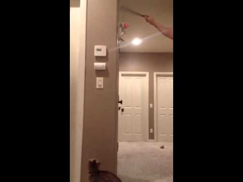 Savannah cats jump high!