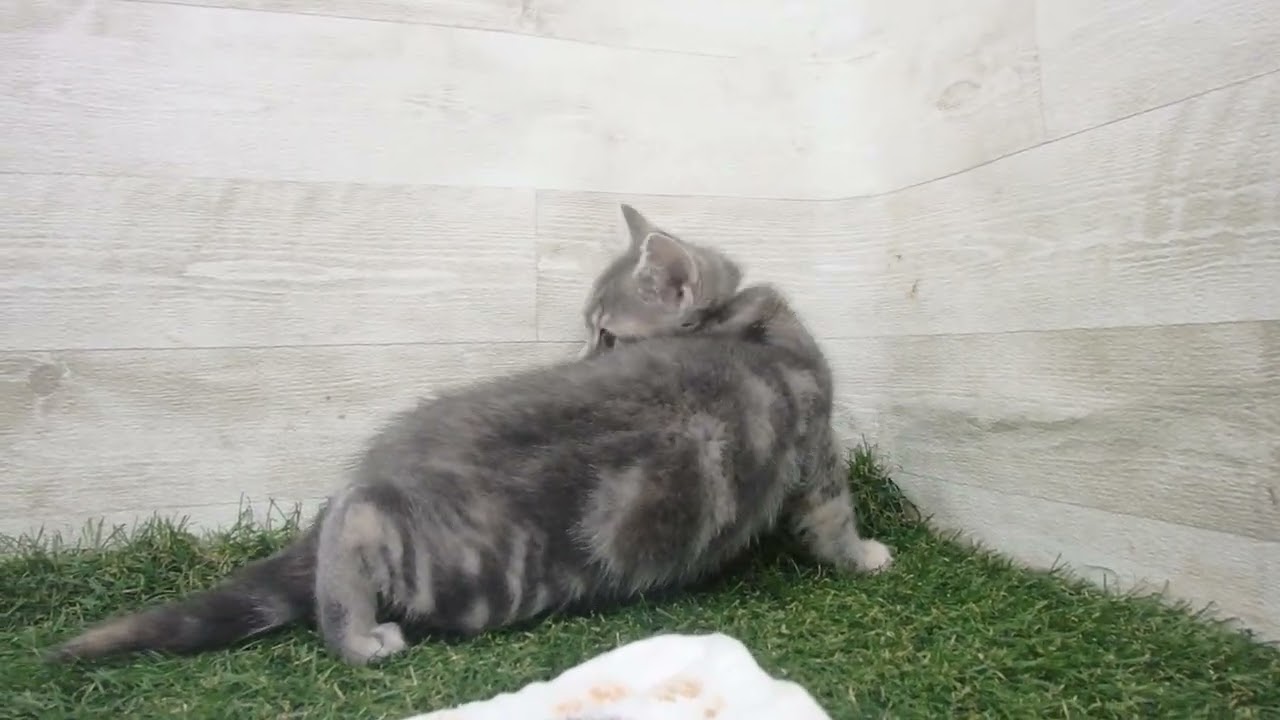 Coo&RIKU　No00637782 アメリカンショートヘアー