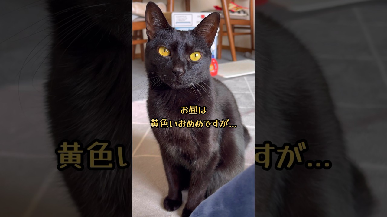 カラフル猫ビーム！