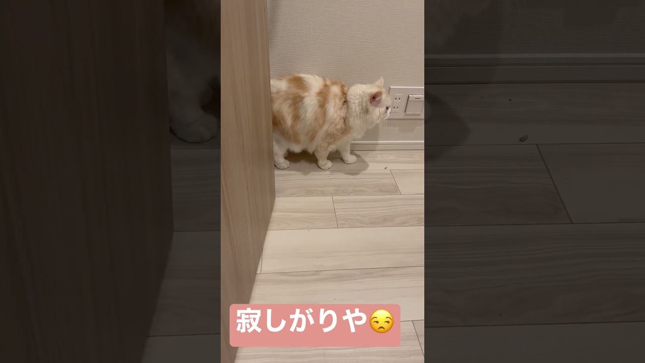 ドアの隙間✖︎猫 #スコティッシュフォールド #ねこのいる生活