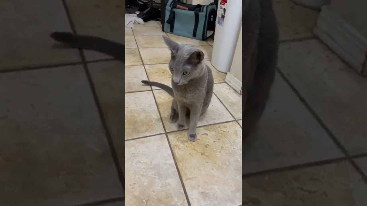 Very cute cat Ginko asking for treats!!!!!! #shorts #kitty #おやつ